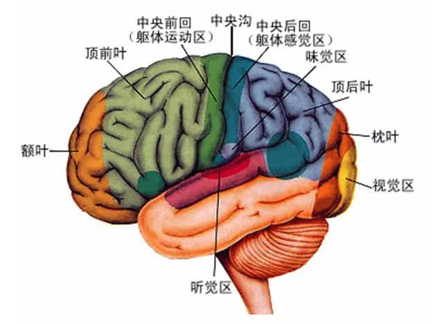 經(jīng)顱磁刺激治療你知道多少？